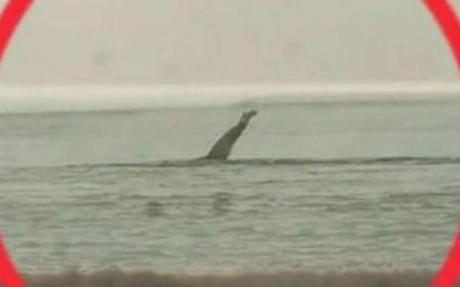 Τρόμος από μυστήριο «θαλάσσιο πλάσμα» στις Πρέσπες – Μοιάζει με το τέρας του Loch Ness και κανείς δεν ξέρει τι είναι (βίντεο)